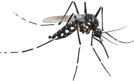 Left or right mosquito dengue