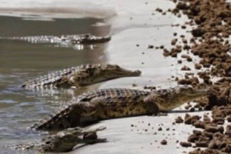 Left or right blog crocodiles